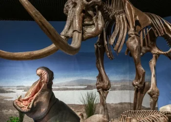 Fosil Baru Ungkap Kuda Nil Pernah Hidup di Jerman Saat Zaman Es