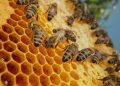 Honey bees