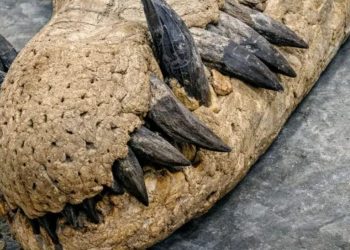 Sea-Rex pliosaur skull