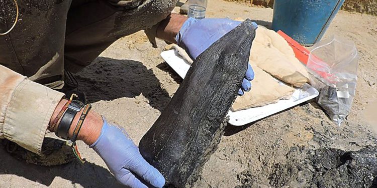 World's oldest wooden2