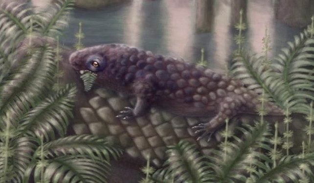 tyrannoroter heberti