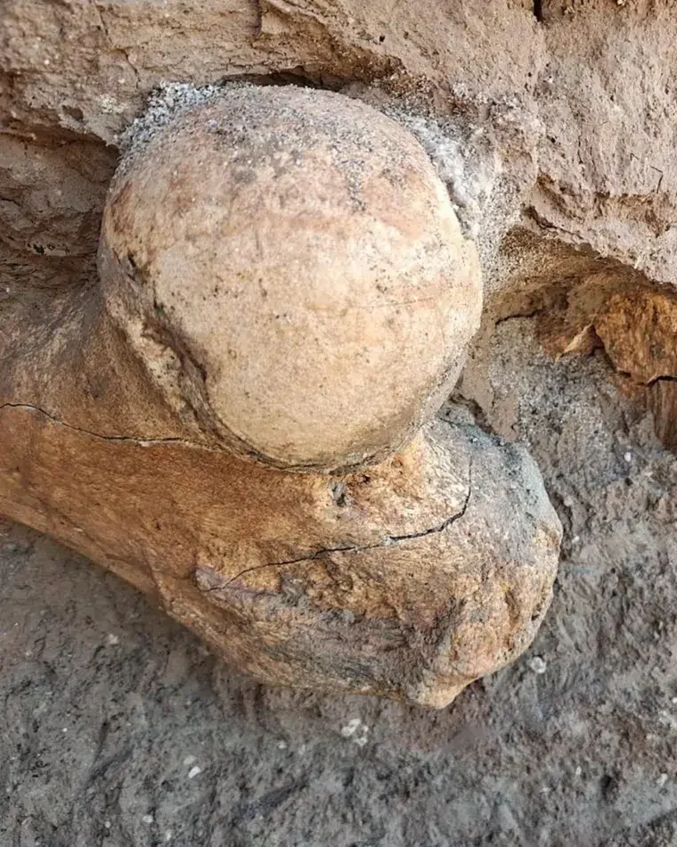 Fosil Kukang Raksasa Argentina