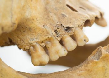 Diet Bangsa Sumeria Kuno