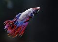 Betta Fish / Ikan Cupang