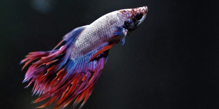 Betta Fish / Ikan Cupang