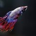 Betta Fish / Ikan Cupang