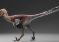 raptor