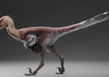 raptor