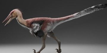 raptor