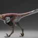 raptor