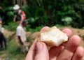 Penemuan Sejarah Manusia Purba