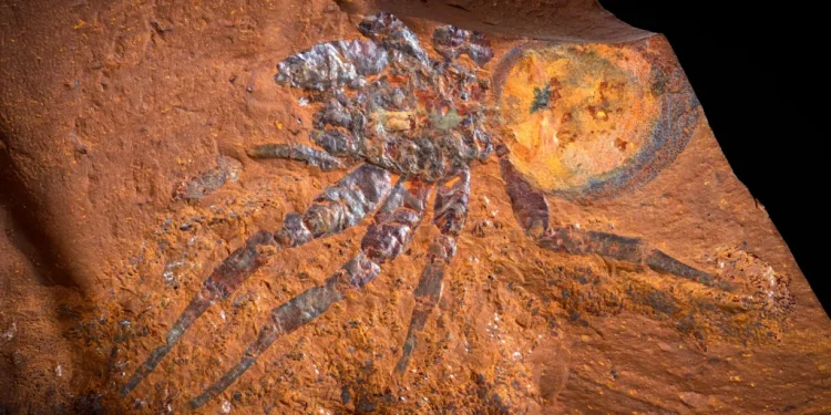 Penemuan Fosil Batu Besi Australia
